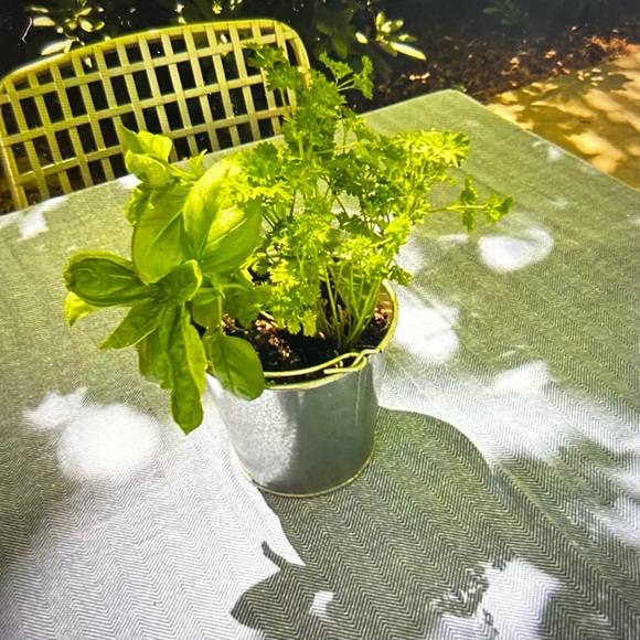 Herb Garden in a Pail by Potting Shed - Picture 3 of 3